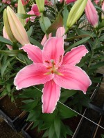 [5238 Marlon JWS No01.JPG]